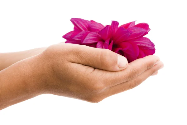Child's hands holding red flower — Stock Photo, Image