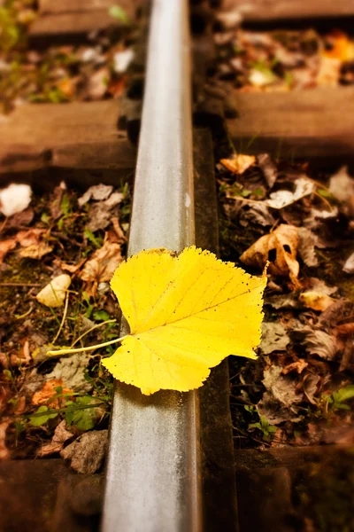 鉄道の上に横たわる葉 — ストック写真