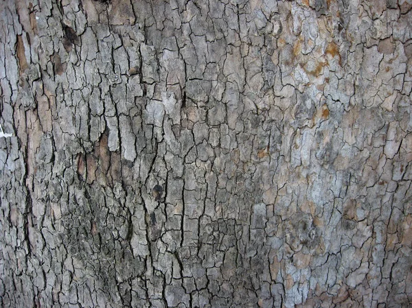 天然树皮背景 — 图库照片