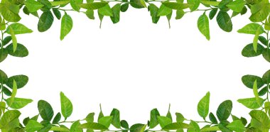 Green leaves frame clipart