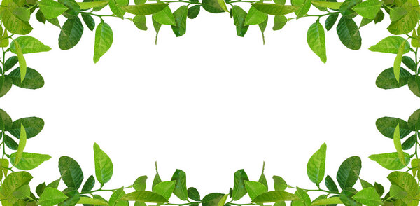 Green leaves frame