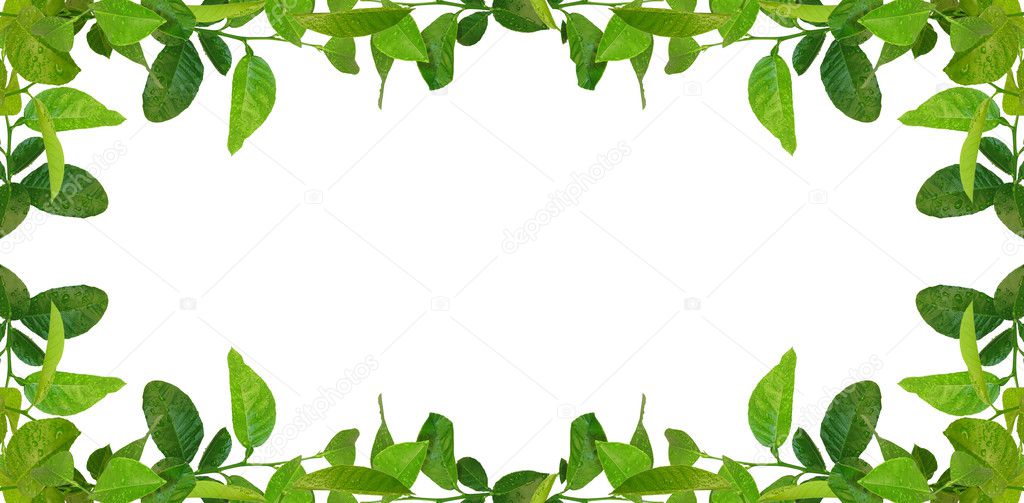 Green leaves frame
