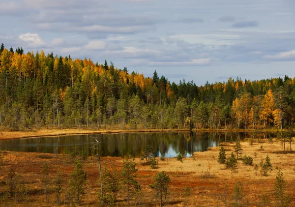 Деревини Озера Осінній Пейзаж Природа Карелії Росія — стокове фото