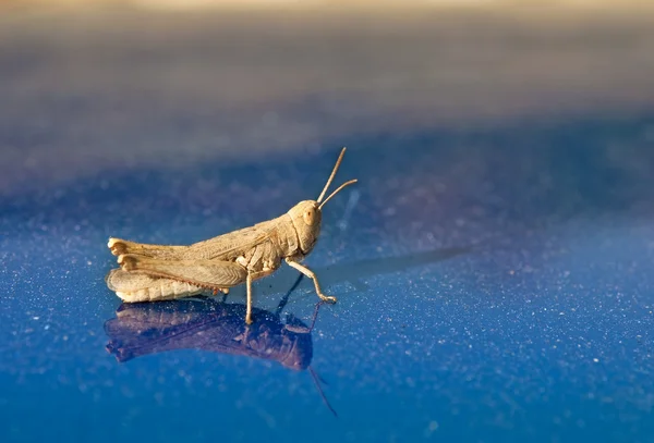 Grasshopper em um azul — Fotografia de Stock