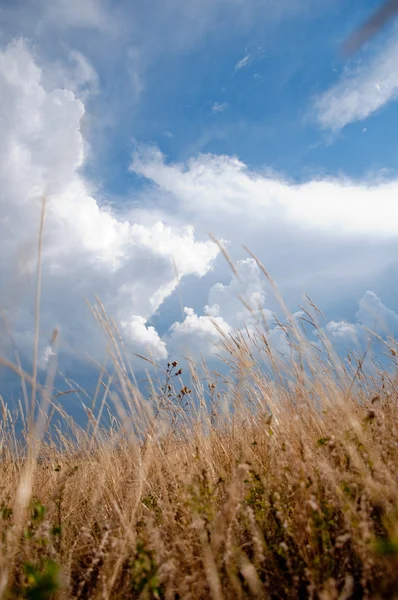 Золотая осенняя трава — стоковое фото