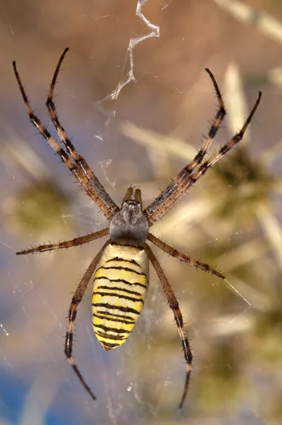 Osy pająk — Zdjęcie stockowe