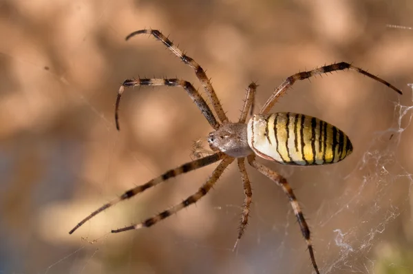 Wasp spider — Stock Photo, Image