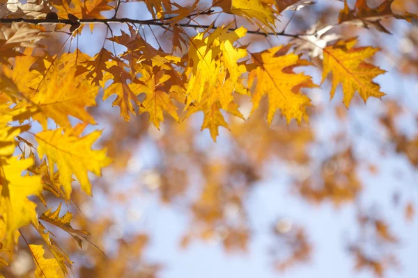 stock image Autumn leaves