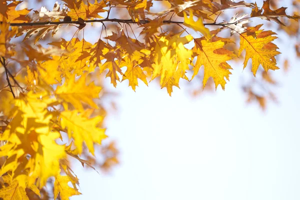 stock image Autumn leaves