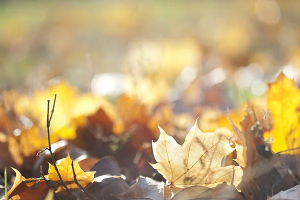 stock image Fall leaves on the grass