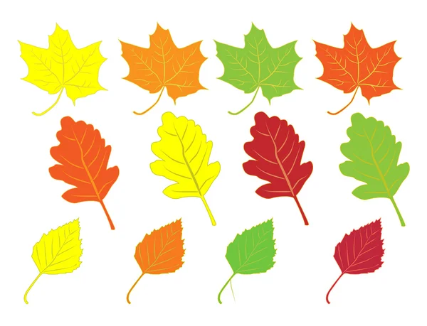 Collection of colorful autumn leaves — Stock Vector
