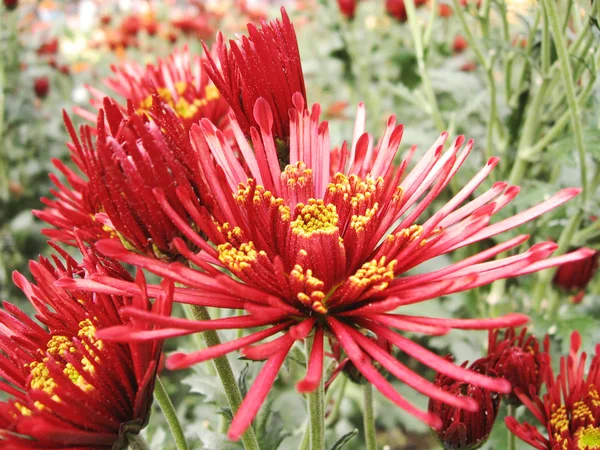 漂亮的大红色菊花 — 图库照片
