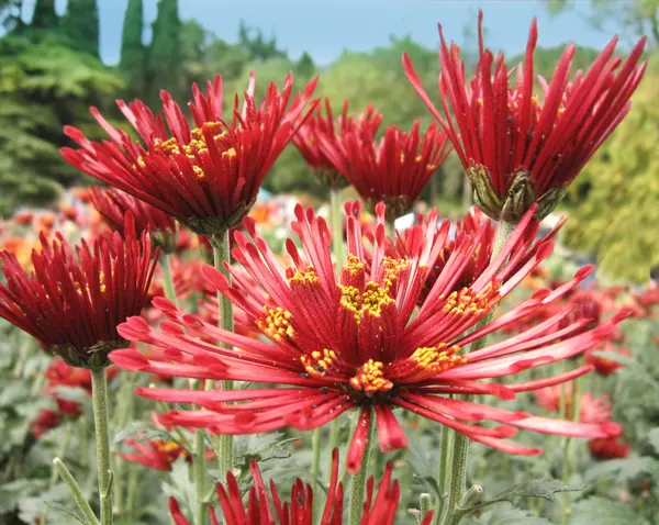 Vackra stora röda krysantemum — Stockfoto