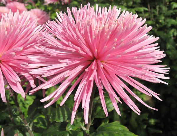 Mooie grote roze chrysant — Stockfoto