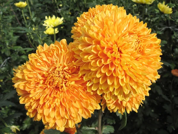 Vackra stora orange krysantemum — Stockfoto