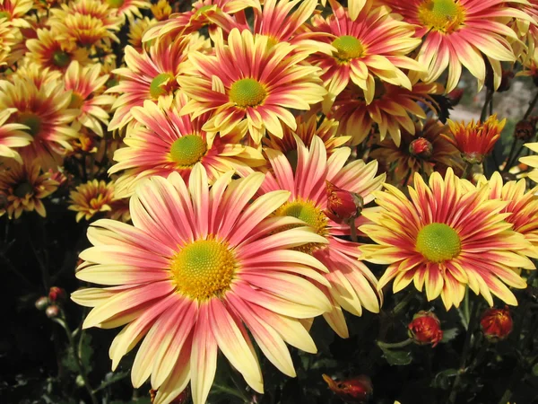 Många vackra färgglada krysantemum — Stockfoto