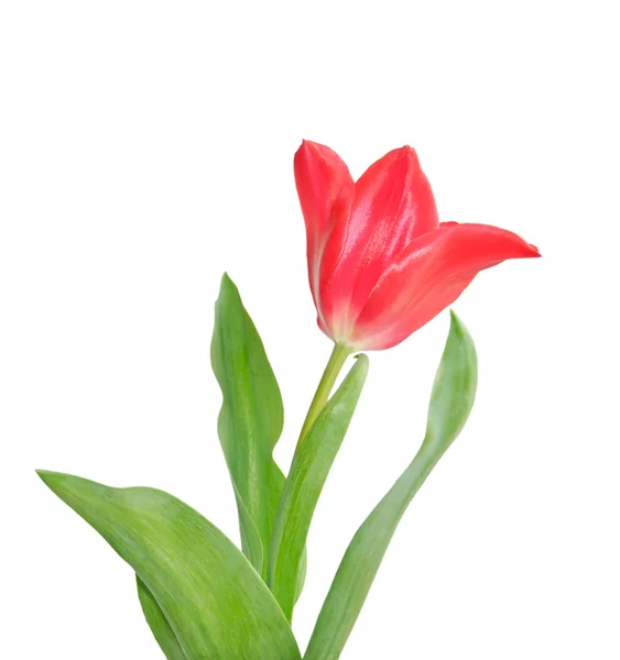Bellissimo tulipano rosa — Foto Stock