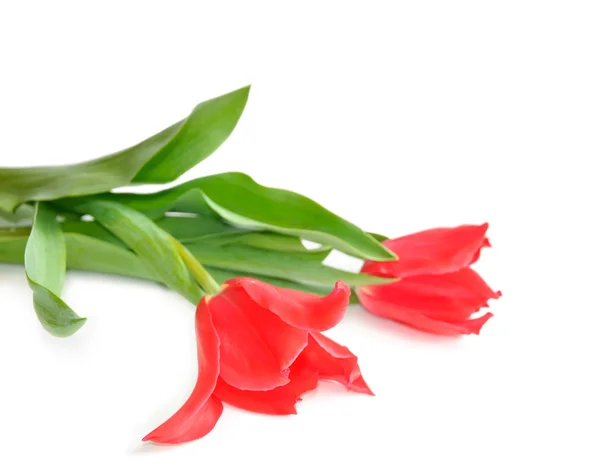 Два розовых тюльпана — стоковое фото