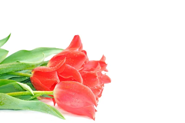 Vacker rosa tulpaner — Stockfoto