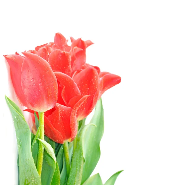 Красиві рожеві тюльпани — стокове фото