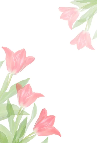 stock image Pink spring tulips flower border