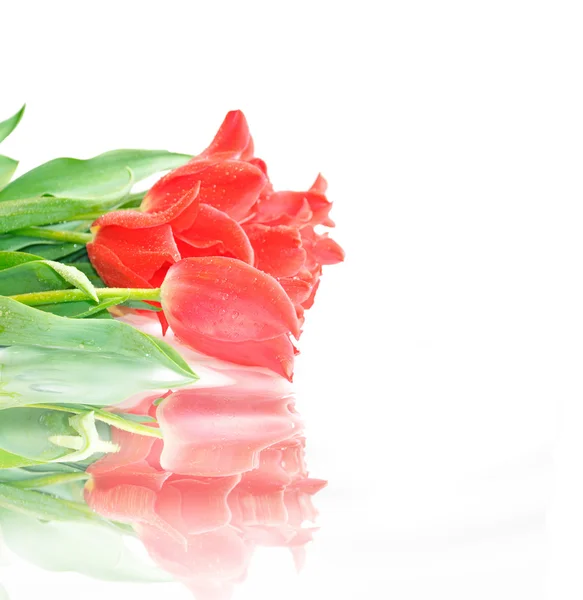 Mooie roze tulpen — Stockfoto