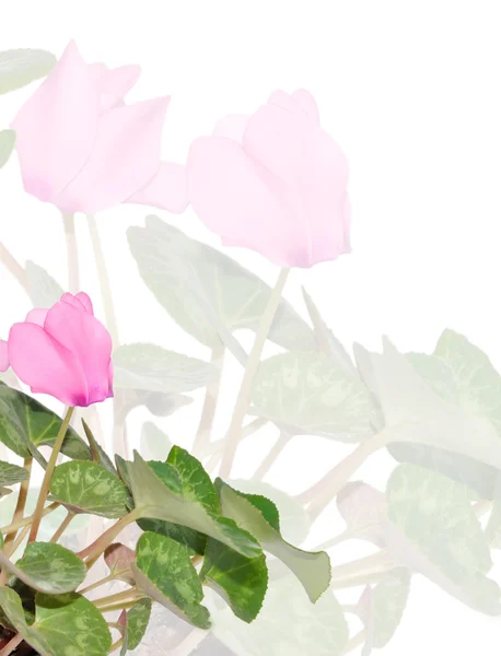 Rosa cyklamen blomma bakgrund — Stockfoto