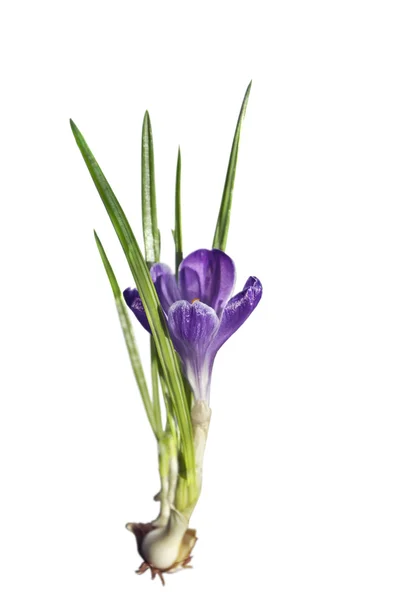 Lilac flower crocus — Stock Photo, Image