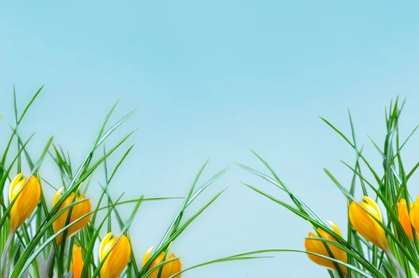 Gelbe Blume Krokusrand — Stockfoto
