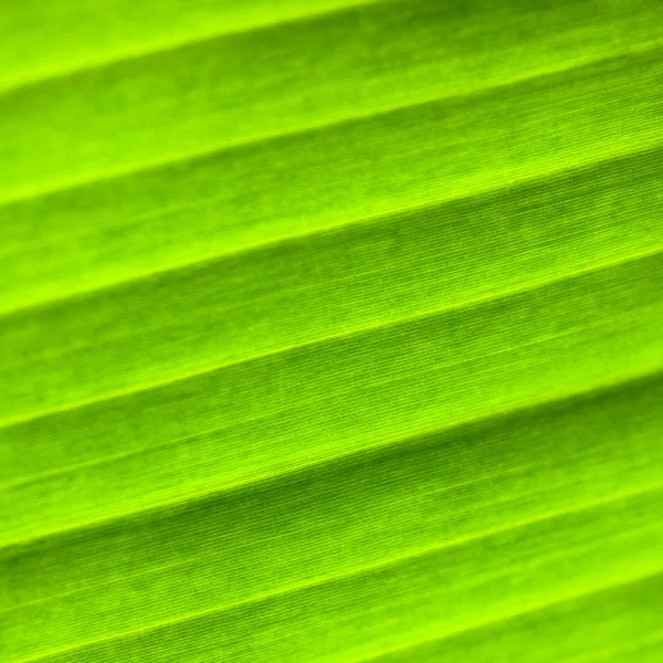 stock image Green striped palm leaf