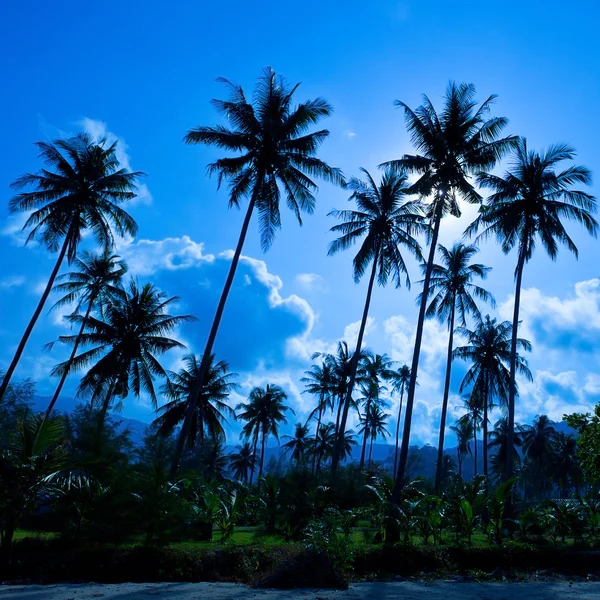 Silhuetas de palma no céu azul — Fotografia de Stock