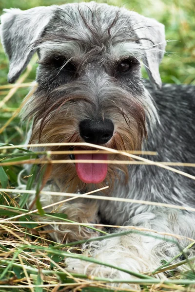 Puppy minischnauzer in grass — Stock Photo, Image