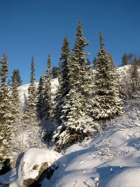 Spar bomen bedekt met sneeuw — Stockfoto