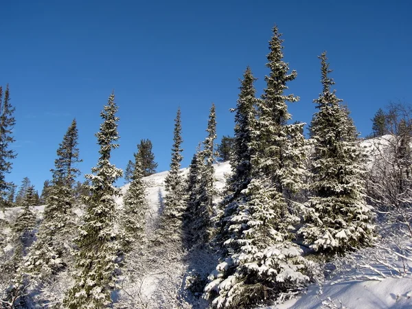 Luc fák hóval borítva — Stock Fotó
