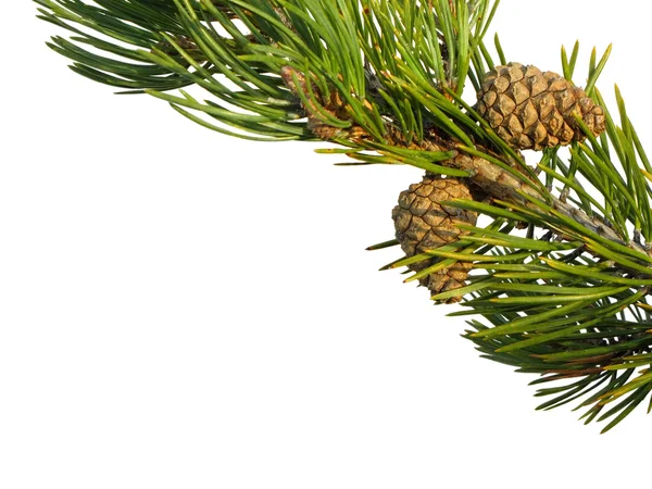 Pinecones ve üzerinde beyaz izole Noel ağacının dalını — Stok fotoğraf