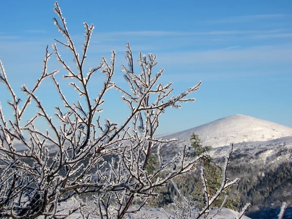 白樺の枝は晴れた冬の日に霜で覆われて — ストック写真