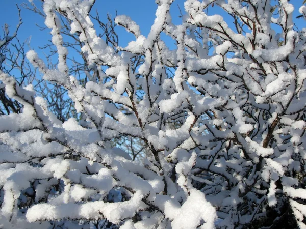 Ramas de árboles en la nieve —  Fotos de Stock