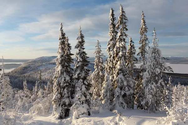 Smrkové Stromy Pokryté Sněhem — Stock fotografie