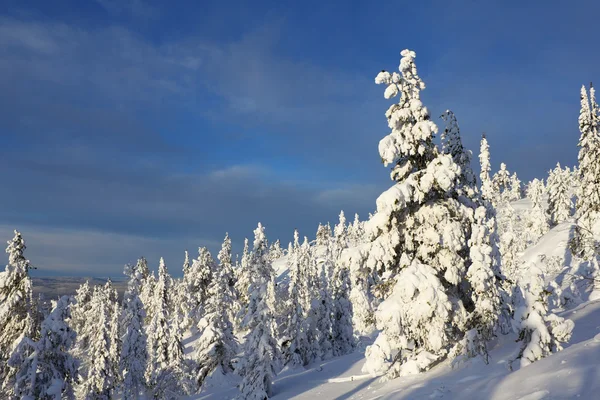 雪に覆われたトウヒの木 — ストック写真