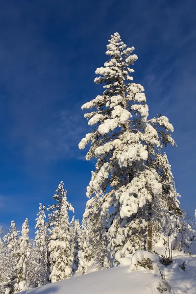 Сосна, покрытая снегом — стоковое фото
