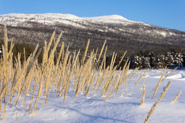 Yellow grass in the snow — Stock Photo, Image