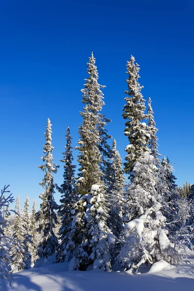 Smrkové stromy pokryté sněhem — Stock fotografie
