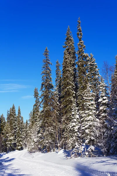 Karla kaplı ladin ağaçları — Stok fotoğraf