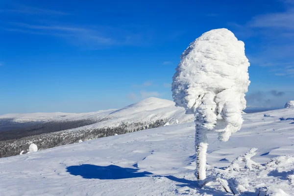 Fenyő hóval borított — Stock Fotó