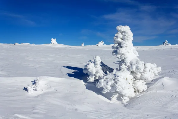 Сосна, покрытая снегом — стоковое фото