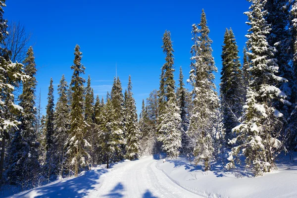雪に覆われたトウヒの木 — ストック写真