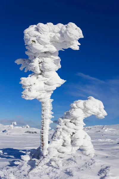 熊-异想天开的天然雪雕塑 — 图库照片