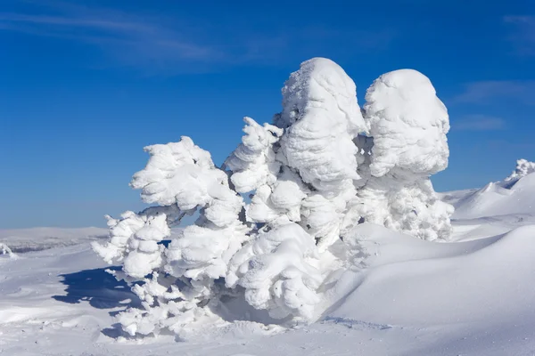 Соснові дерева покриті снігом — стокове фото