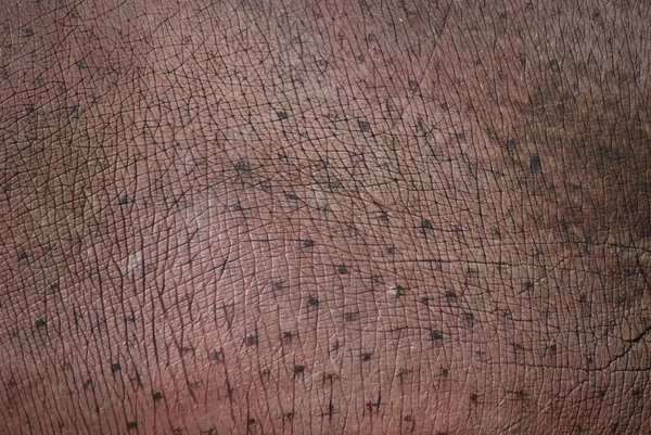 Stock image Structure of a skin of a wild old hippopotamus