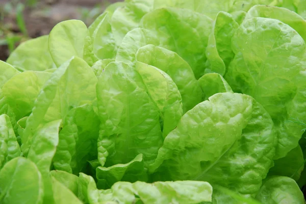 stock image Parsley